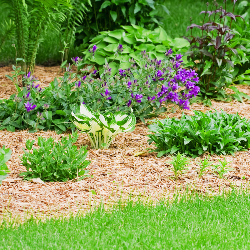 mulch installation (2)